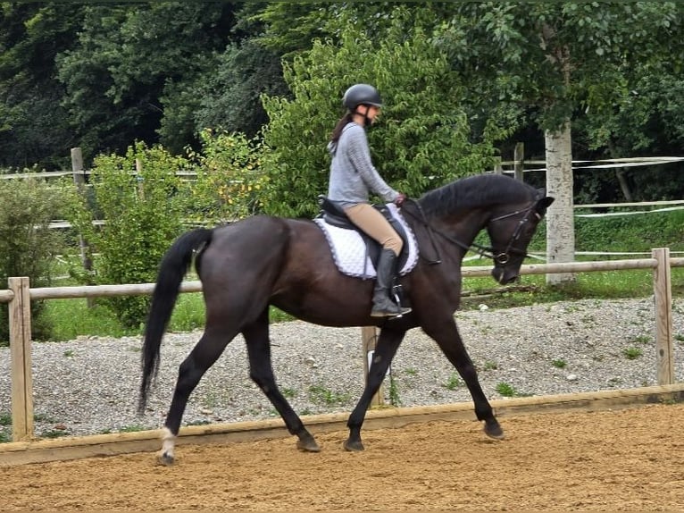 Hannoveraan Merrie 13 Jaar 172 cm in Starnberg