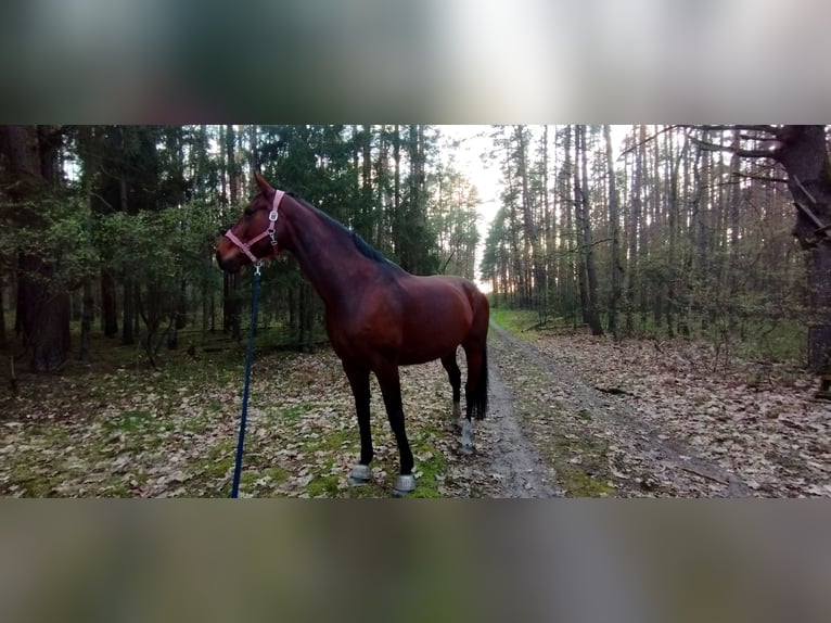 Hannoveraan Merrie 13 Jaar 174 cm Bruin in Marienthal