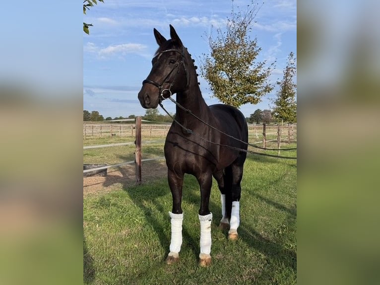 Hannoveraan Merrie 13 Jaar 175 cm Donkerbruin in Rommerskirchen