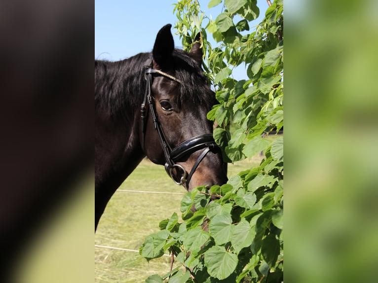 Hannoveraan Merrie 13 Jaar 175 cm Donkerbruin in Ratingen