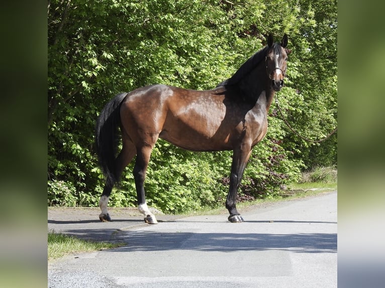 Hannoveraan Merrie 13 Jaar 175 cm Donkerbruin in Verl