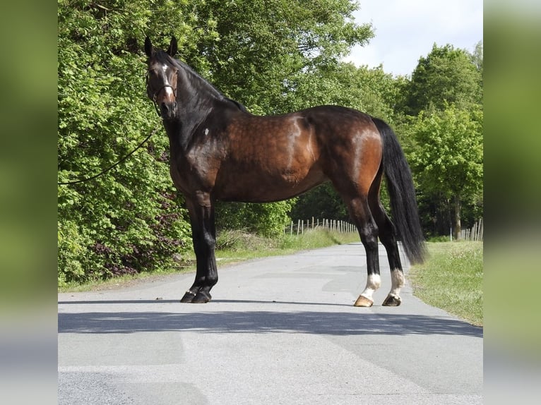 Hannoveraan Merrie 13 Jaar 175 cm Donkerbruin in Verl