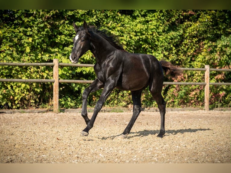 Hannoveraan Merrie 13 Jaar 175 cm Zwartbruin in Spenge