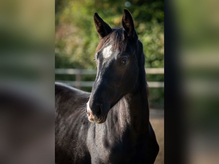 Hannoveraan Merrie 13 Jaar 175 cm Zwartbruin in Spenge