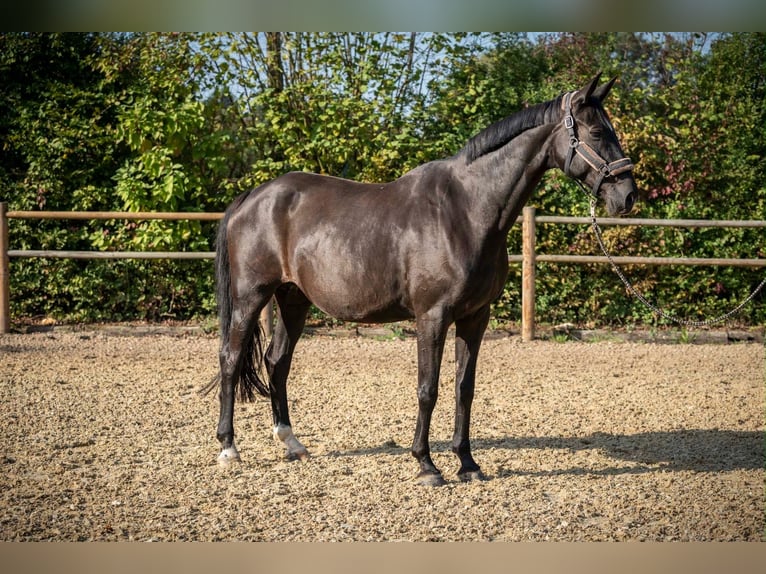 Hannoveraan Merrie 13 Jaar 175 cm Zwartbruin in Spenge