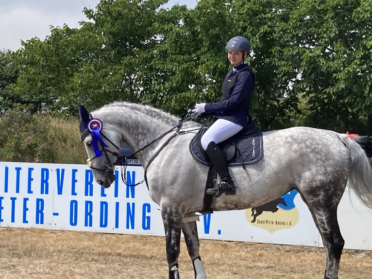 Hannoveraan Merrie 13 Jaar 176 cm Schimmel in Seeth