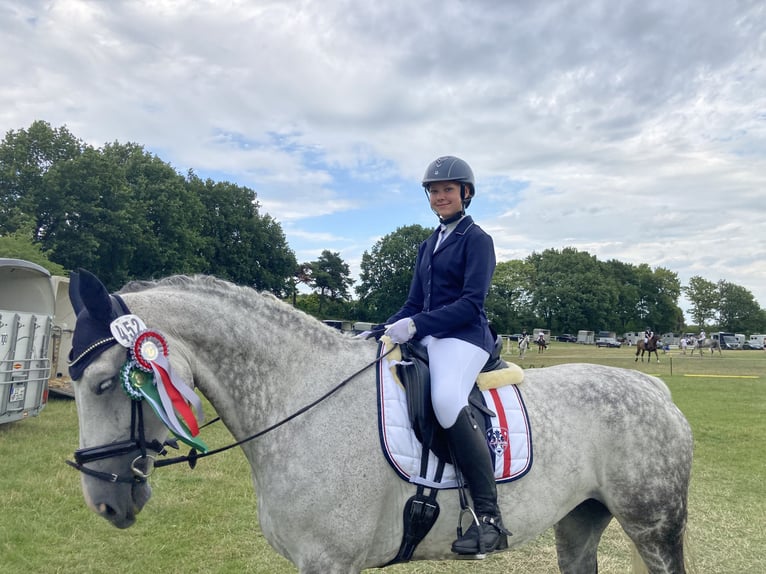 Hannoveraan Merrie 13 Jaar 176 cm Schimmel in Seeth