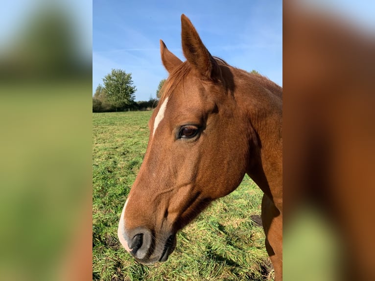 Hannoveraan Merrie 14 Jaar 162 cm in Trebel