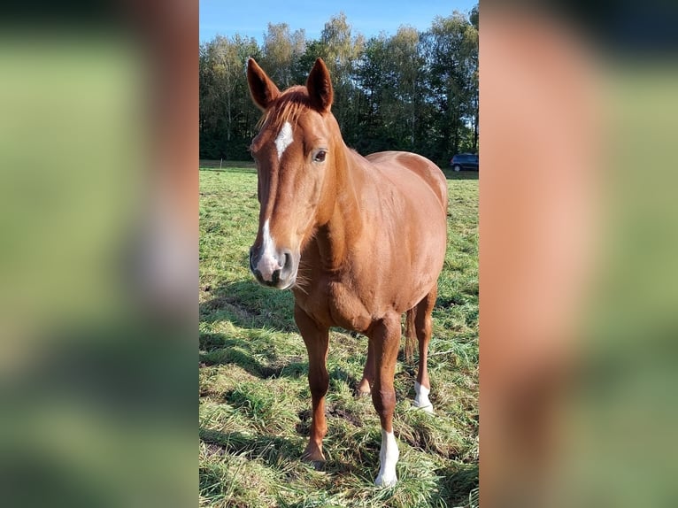 Hannoveraan Merrie 14 Jaar 162 cm in Trebel