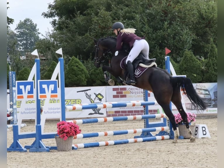 Hannoveraan Merrie 14 Jaar 163 cm Donkerbruin in S&#xFC;dermarsch,Husum