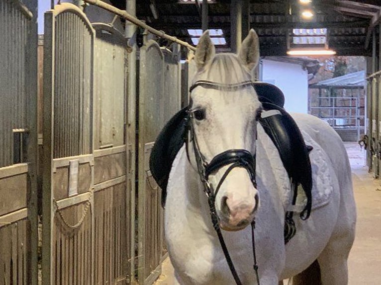 Hannoveraan Merrie 14 Jaar 163 cm Schimmel in Verden (Aller)