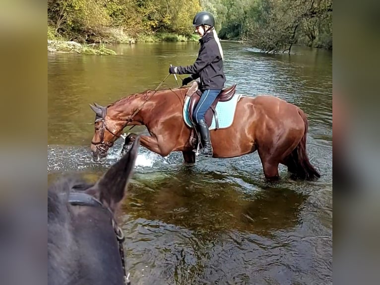 Hannoveraan Merrie 14 Jaar 163 cm Vos in Trostberg