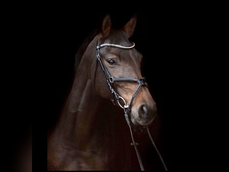 Hannoveraan Merrie 14 Jaar 164 cm Bruin in Habichtswald