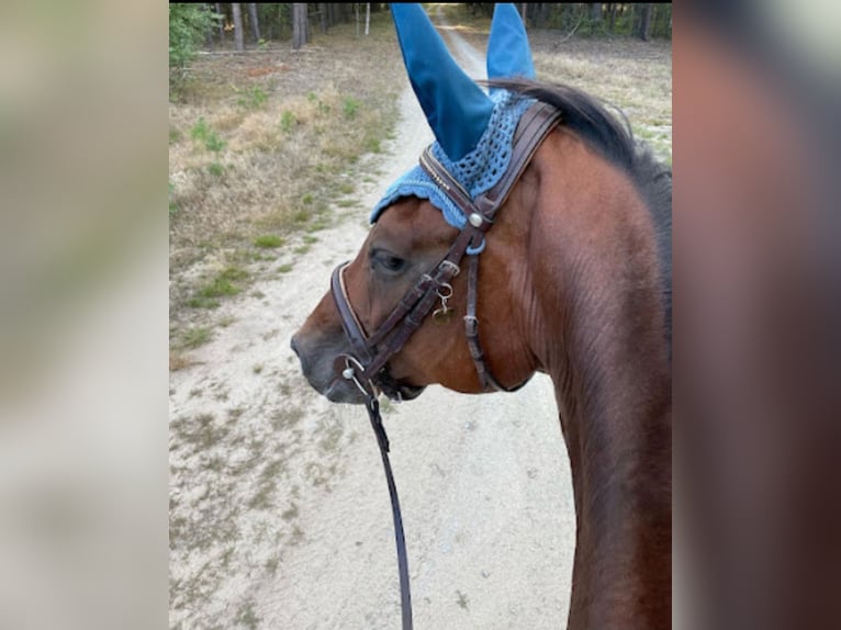 Hannoveraan Merrie 14 Jaar 164 cm Bruin in Malschwitz