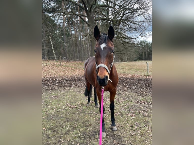 Hannoveraan Merrie 14 Jaar 164 cm Bruin in Malschwitz