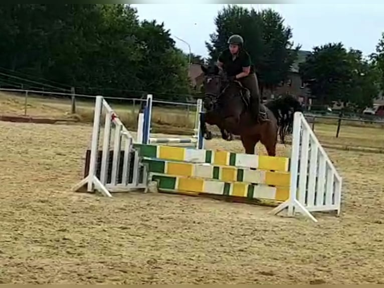 Hannoveraan Merrie 14 Jaar 164 cm Donkerbruin in Waldfeucht