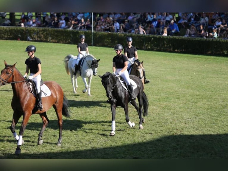 Hannoveraan Merrie 14 Jaar 164 cm Zwartbruin in Mechtersen