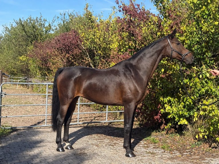 Hannoveraan Merrie 14 Jaar 165 cm Donkerbruin in Eberdingen