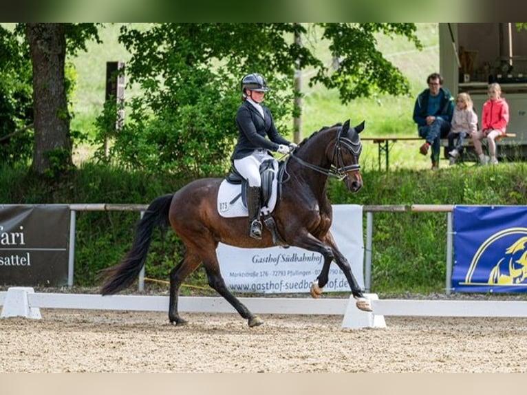 Hannoveraan Merrie 14 Jaar 165 cm Donkerbruin in Drackenstein