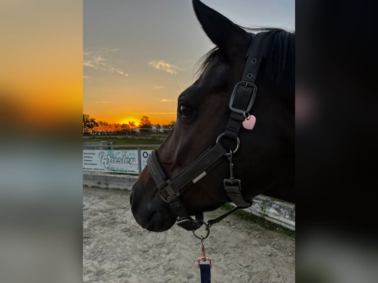 Hannoveraan Merrie 14 Jaar 165 cm Donkerbruin in Drackenstein