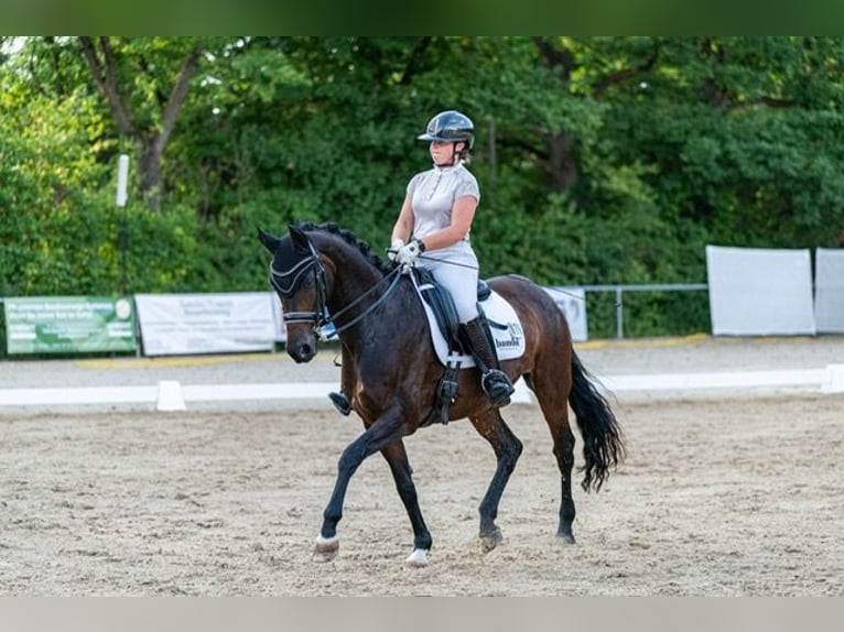 Hannoveraan Merrie 14 Jaar 165 cm Donkerbruin in Drackenstein