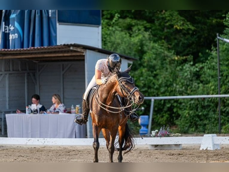 Hannoveraan Merrie 14 Jaar 165 cm Donkerbruin in Drackenstein