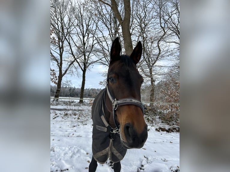 Hannoveraan Merrie 14 Jaar 165 cm Donkerbruin in Norderstedt