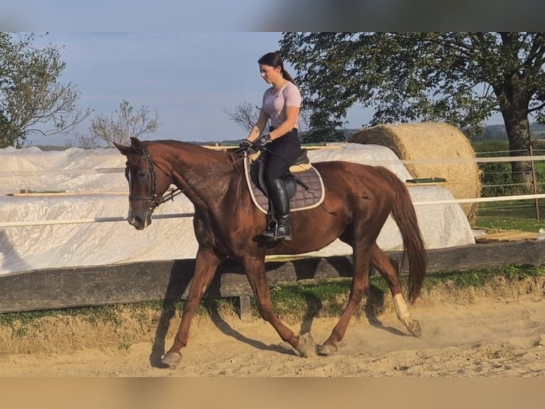 Hannoveraan Merrie 14 Jaar 165 cm Vos in Reichenbach