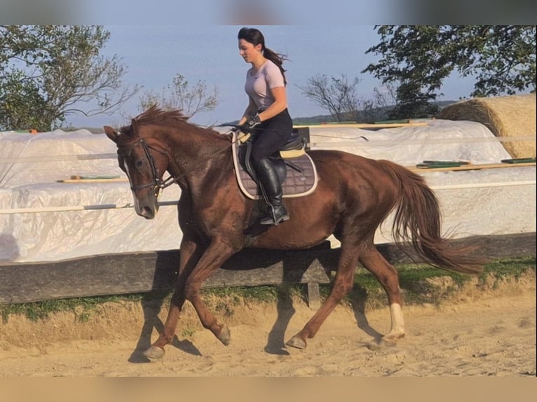 Hannoveraan Merrie 14 Jaar 165 cm Vos in Reichenbach