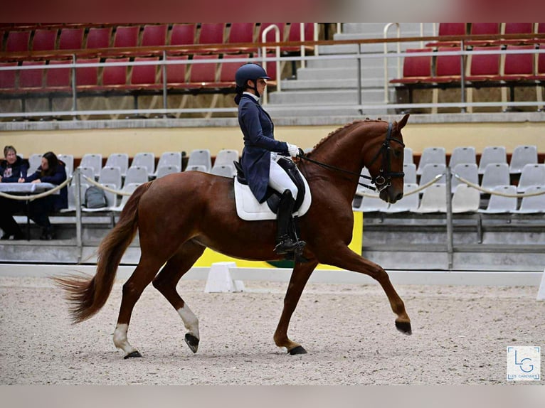 Hannoveraan Merrie 14 Jaar 165 cm Vos in Le Vernet