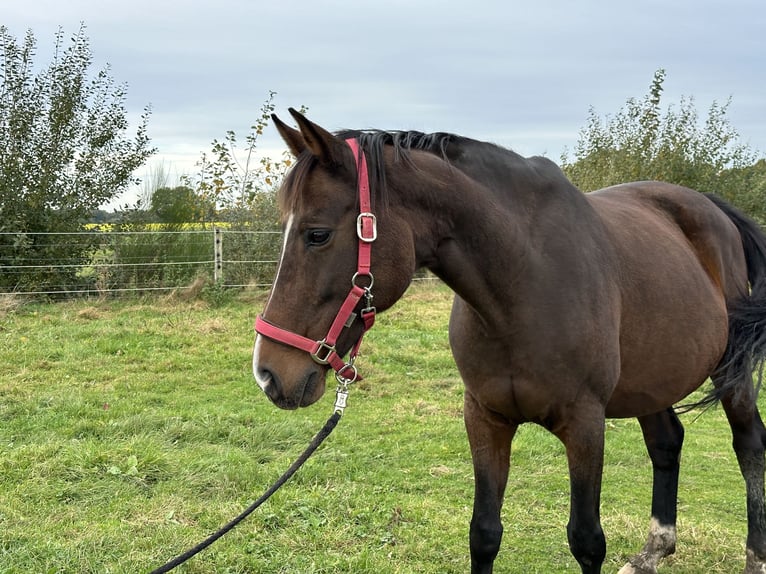 Hannoveraan Merrie 14 Jaar 166 cm Bruin in Twistringen