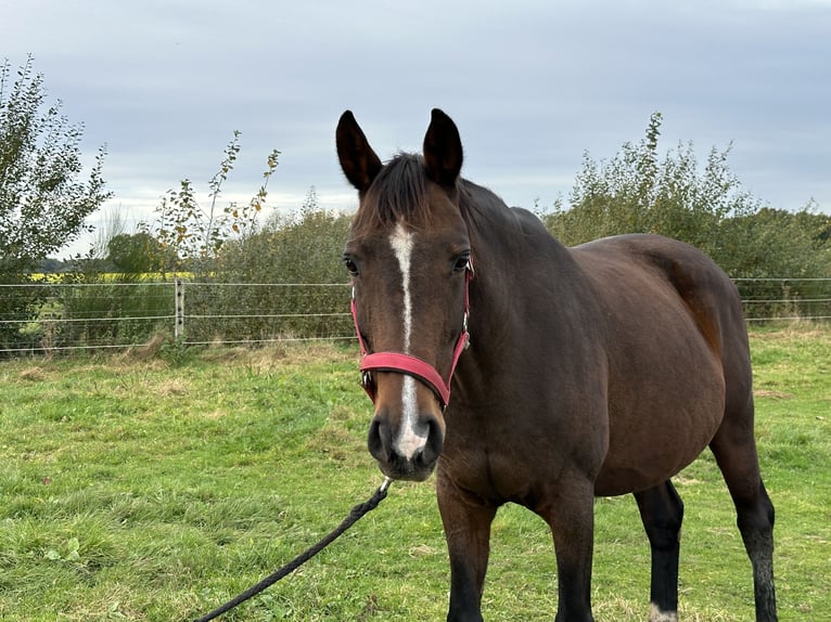 Hannoveraan Merrie 14 Jaar 166 cm Bruin in Twistringen