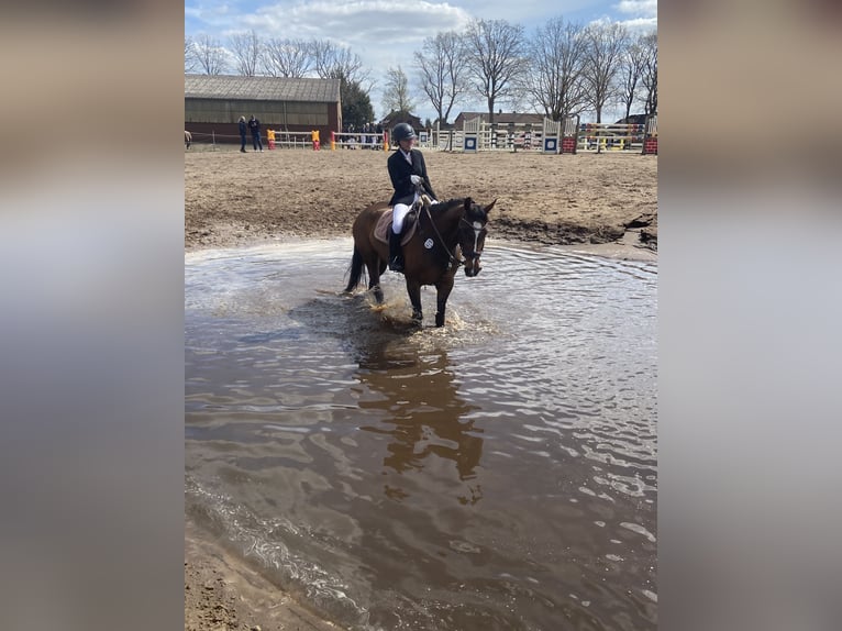 Hannoveraan Merrie 14 Jaar 166 cm Bruin in Seeburg