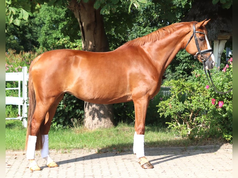 Hannoveraan Merrie 14 Jaar 166 cm Vos in Selsingen