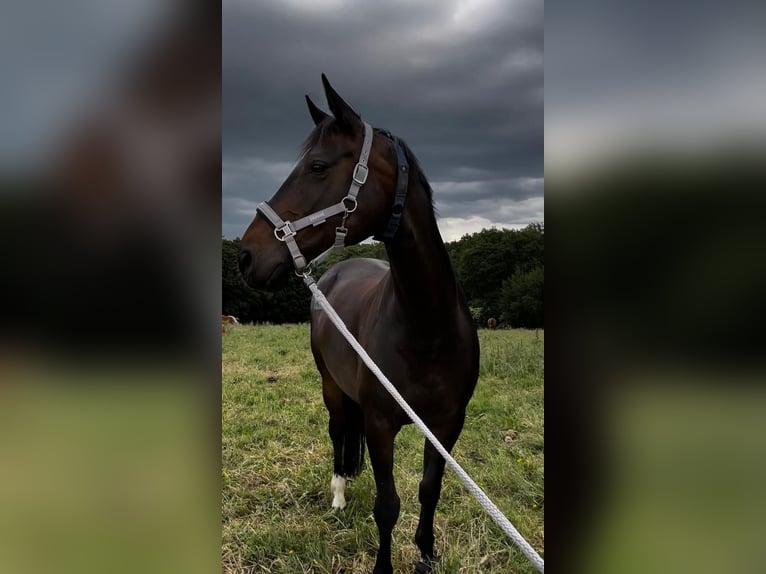 Hannoveraan Merrie 14 Jaar 167 cm Donkerbruin in Arnsberg