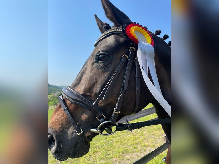 Hannoveraan Merrie 14 Jaar 167 cm Donkerbruin in Arnsberg