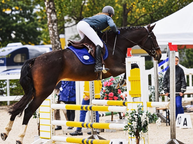 Hannoveraan Merrie 14 Jaar 167 cm Donkerbruin in Davidschlag