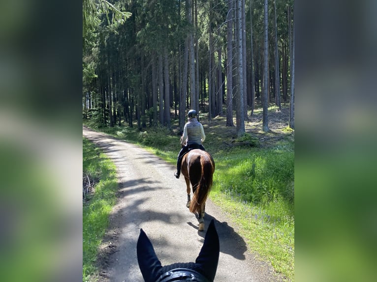 Hannoveraan Merrie 14 Jaar 167 cm Vos in Coburg