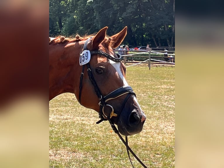 Hannoveraan Merrie 14 Jaar 167 cm Vos in Butjadingen