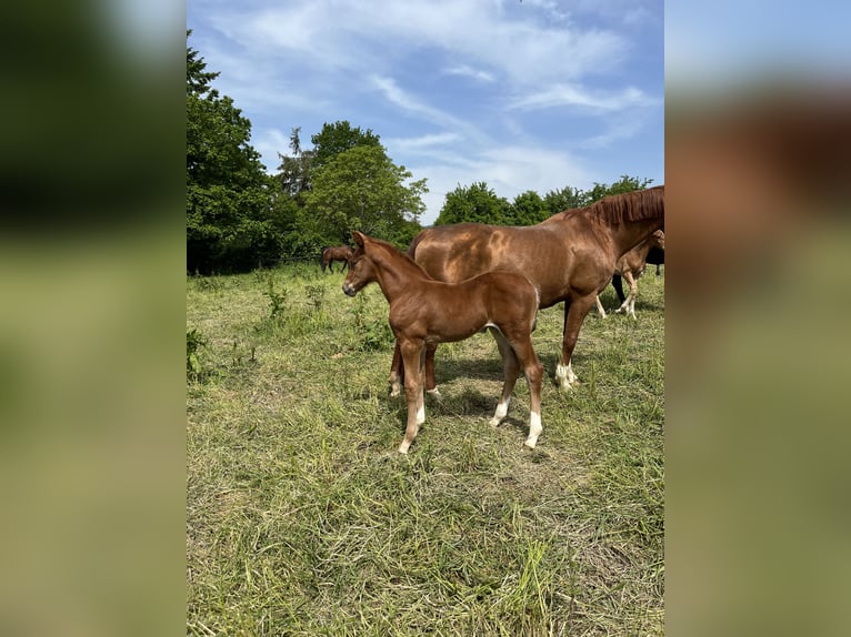 Hannoveraan Merrie 14 Jaar 167 cm Vos in Westernohe