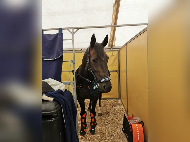 Hannoveraan Merrie 14 Jaar 168 cm Bruin in Wagenfeld