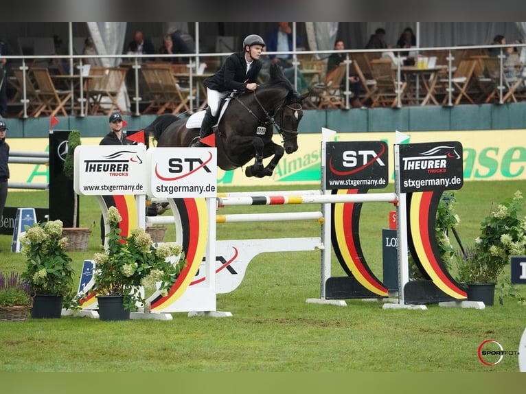 Hannoveraan Merrie 14 Jaar 168 cm Bruin in Wagenfeld