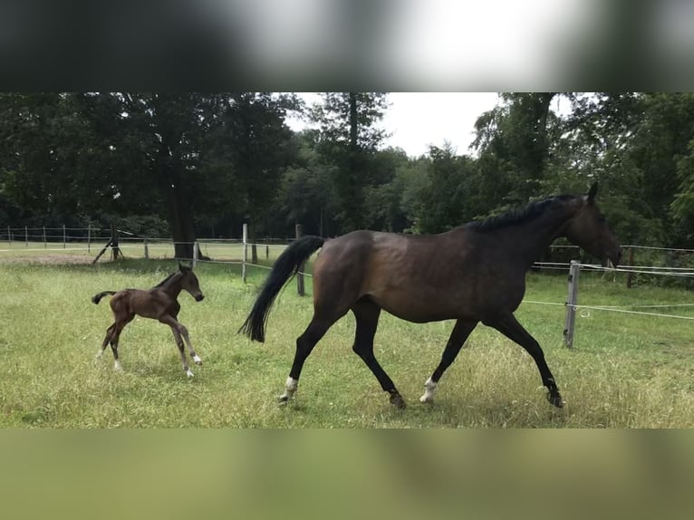 Hannoveraan Merrie 14 Jaar 168 cm Donkerbruin in Warendorf
