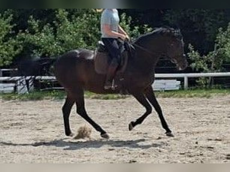 Hannoveraan Merrie 14 Jaar 168 cm Zwartbruin in Markt Indersdorf