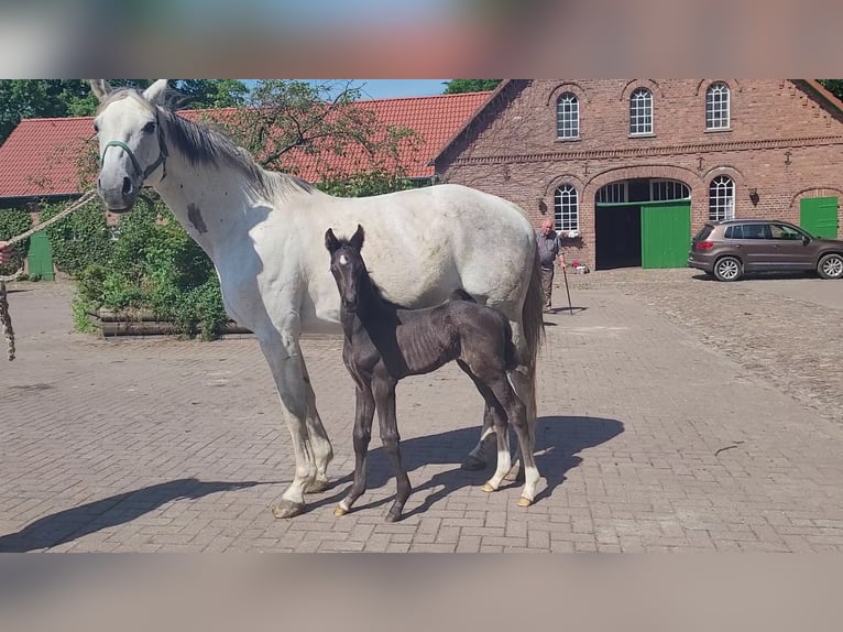 Hannoveraan Merrie 14 Jaar 169 cm Schimmel in Schwanewede