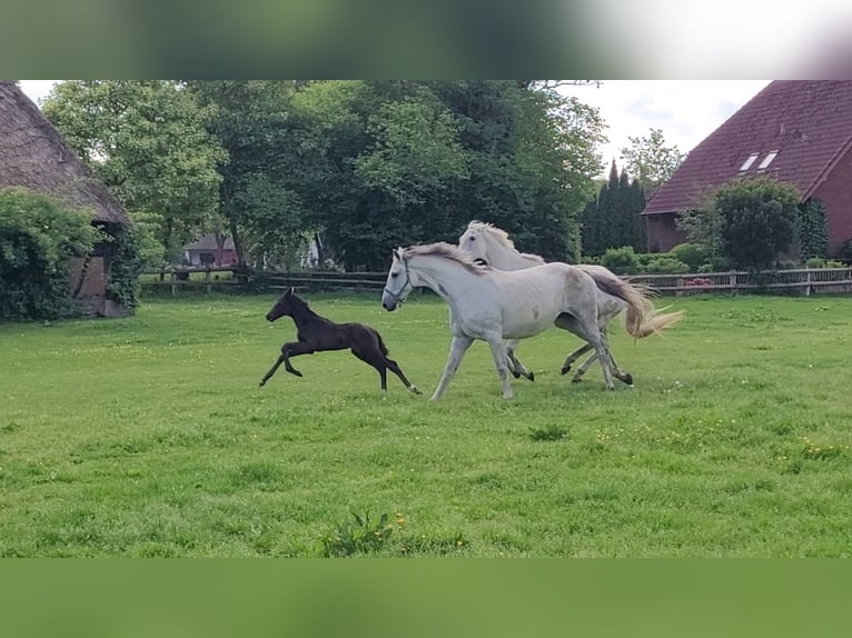 Hannoveraan Merrie 14 Jaar 169 cm Schimmel in Schwanewede