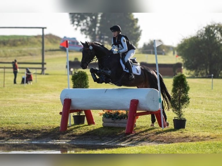 Hannoveraan Merrie 14 Jaar 170 cm Donkerbruin in Egestorf