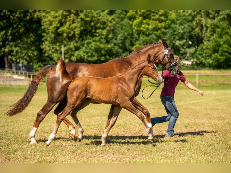 Hannoveraan Merrie 14 Jaar 170 cm Donkere-vos in Eilenburg