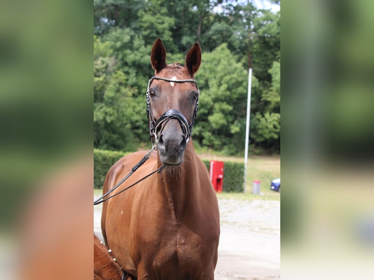 Hannoveraan Merrie 14 Jaar 170 cm Donkere-vos in Eilenburg