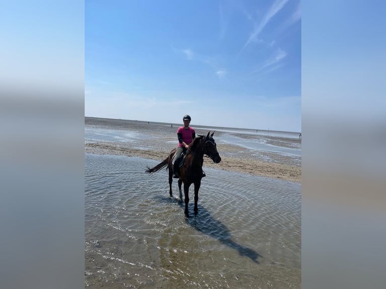 Hannoveraan Merrie 14 Jaar 170 cm Donkere-vos in Nesselröden